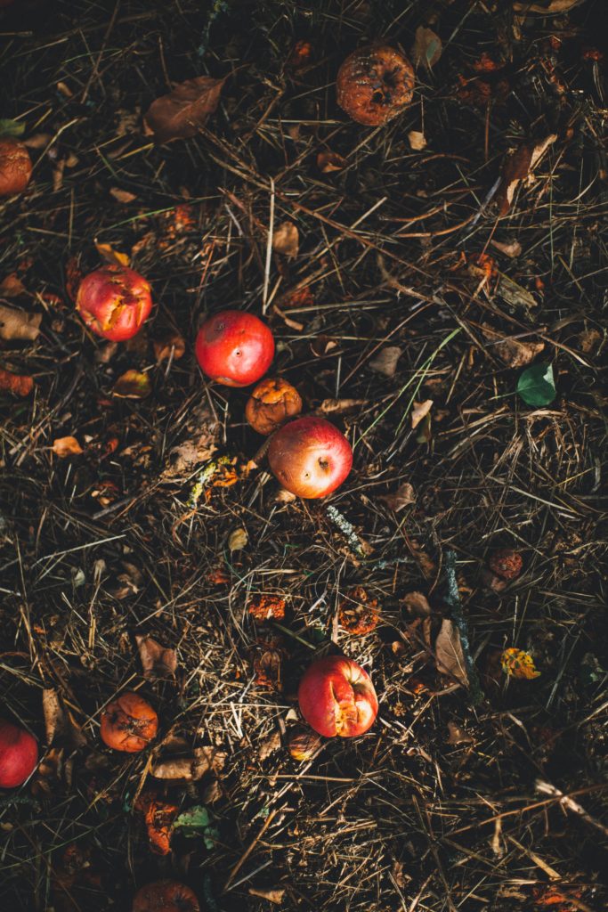 Rotting apples on the ground.