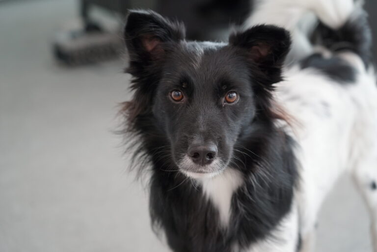 Close-up of a black-and-white dog looking at the camera.